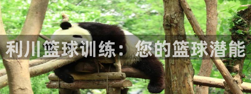 极悦官网首页：利川篮球训练：您的篮球潜能